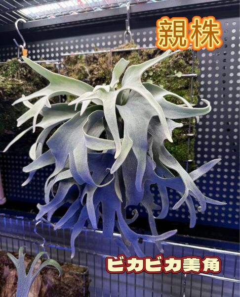 ビカクシダP. veitchii No Shield Dwarf PUP 株分子株出品