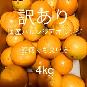 訳あり 国産バレンシアオレンジ LLサイズ 4kg /箱何でも/有田みかん
