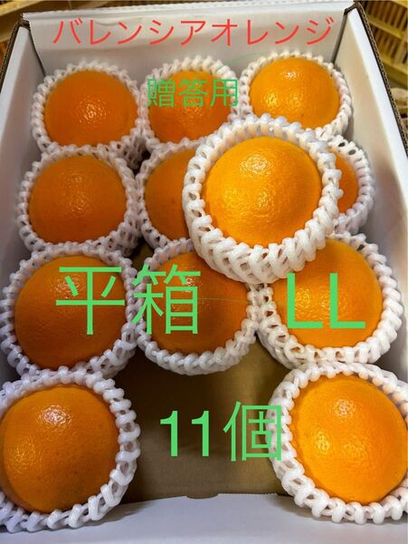 贈答用 LL 平箱 国産バレンシアオレンジ 11個入り お中元 有田みかん