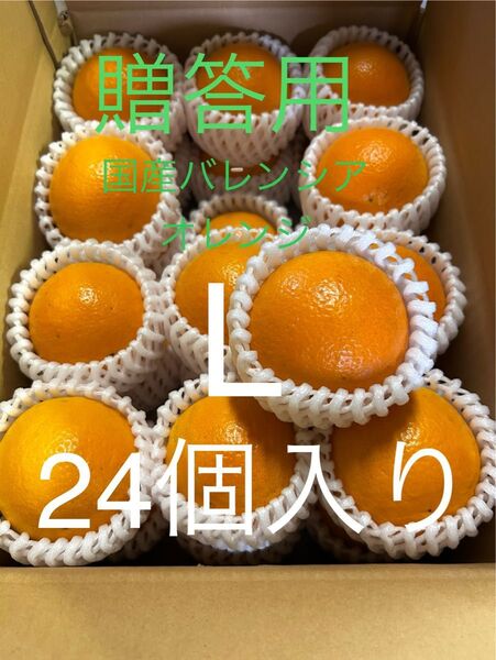 贈答用 国産バレンシアオレンジ L 24個 和歌山県有田みかん
