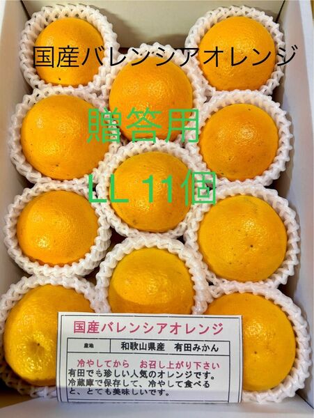 贈答用 LL 平箱 国産バレンシアオレンジ 11個入り お中元 有田みかん