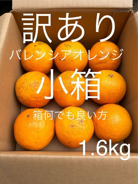 訳あり 小箱 M 1.6kg 国産バレンシアオレンジ/箱何でも良い方用 お試し