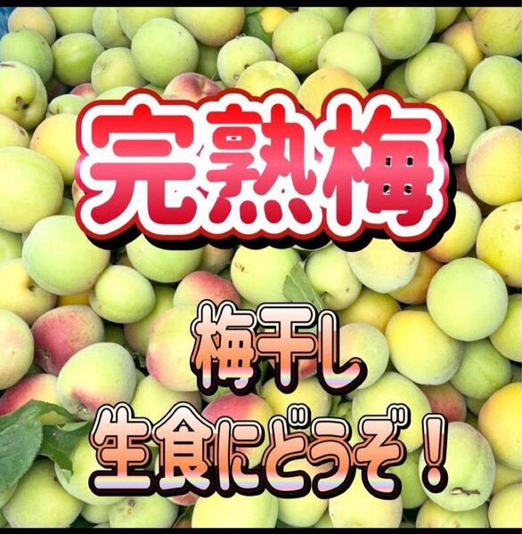 梅 完熟梅 約2kg ご家庭用