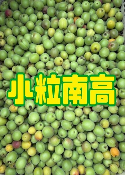 小粒南高梅 5kg 低農薬 サイズ混合 家庭用