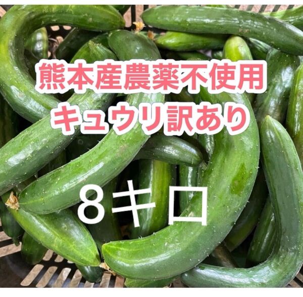 熊本産農薬不使用キュウリ訳あり8キロ