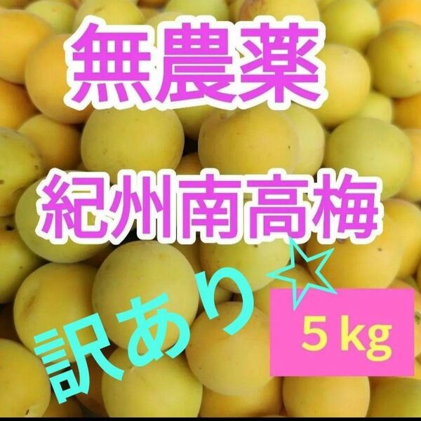 訳あり☆和歌山県産 南高梅 5kg