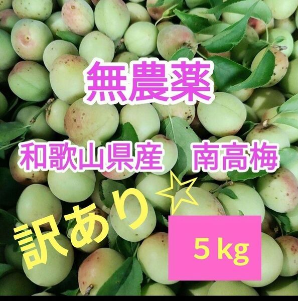 訳あり☆和歌山県産 南高梅 5kg