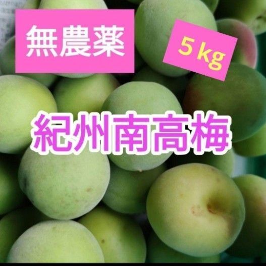 和歌山県産 南高梅 5kg