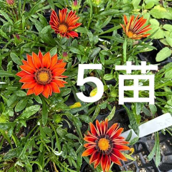 ガザニア レッドシェード 5苗