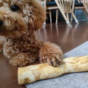 【Sサイズ】 大容量! 犬用デンタルケア コーヒーの木 18本セット