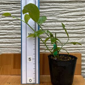 ブルーベリー挿木苗(2024.5挿し)