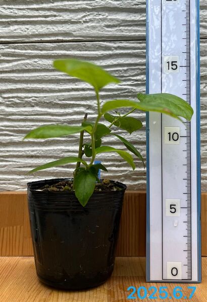 ブルーベリー挿木苗(2023.11 挿し)
