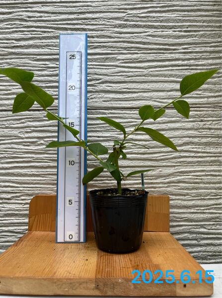 ブルーベリー挿木苗(2023.11 挿し)