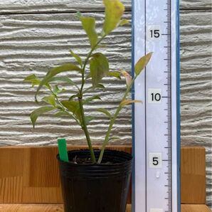 ブルーベリー挿木苗(2024.5挿し)