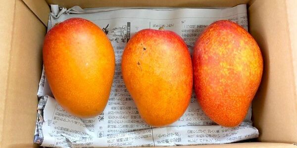 宮崎産 家庭用マンゴー 1.2kg