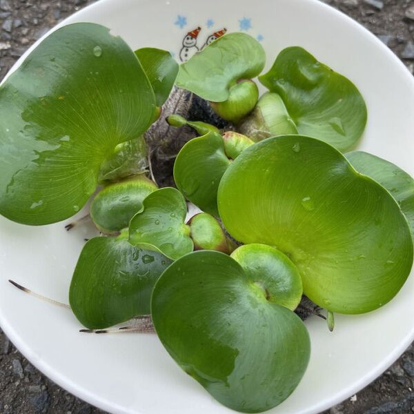 ホテイ草 小2株 無農薬