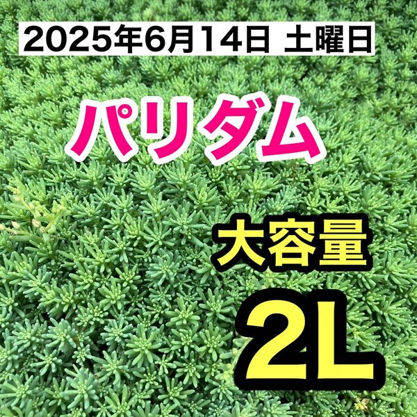 多肉植物 パリダム 2リットル 匿名配送