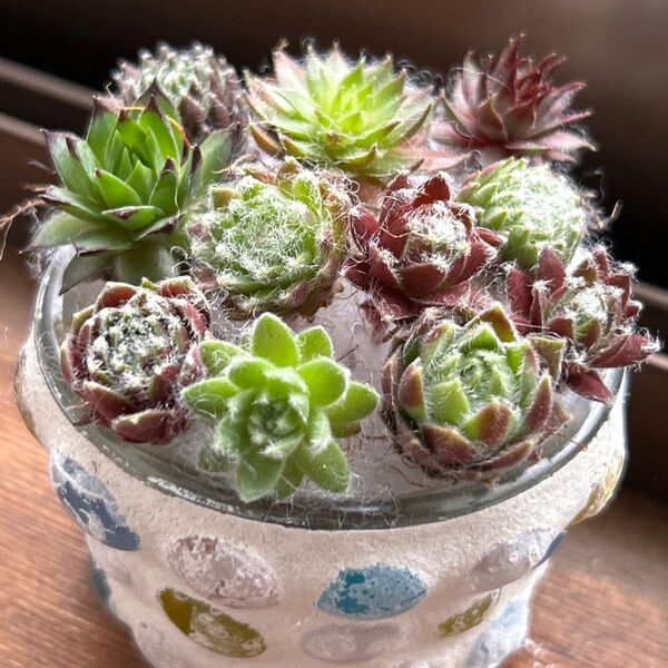 ★センペルビウム 10品種お名前付き★カット苗 寄せ植え ちまちま寄せ 多肉植物 カラフル サボテン