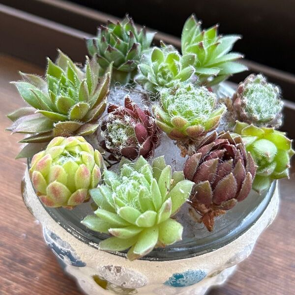 ★センペルビウム 10品種お名前付き★カット苗 寄せ植え ちまちま寄せ 多肉植物