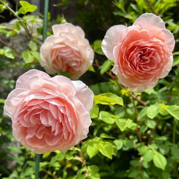 ★バラ苗 薔薇挿し木苗 廃盤ER ウィリアム★