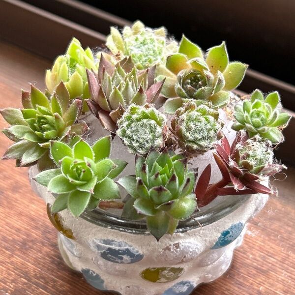 ★センペルビウム 10品種お名前付き★カット苗 寄せ植え ちまちま寄せ 多肉植物