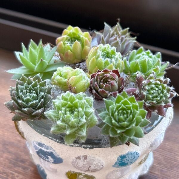 ★センペルビウム 10品種お名前付き★カット苗 寄せ植え ちまちま寄せ 多肉植物