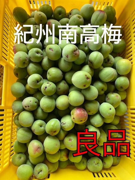 和歌山県産 紀州南高梅 大粒 良品 5キロ