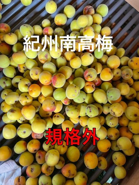和歌山県産 紀州南高梅 規格外 5キロ