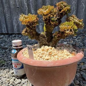 【送料無料】20年物 紫玉 岩松 イワヒバ 岩ヒバ 盆栽 高山植物 367 ③