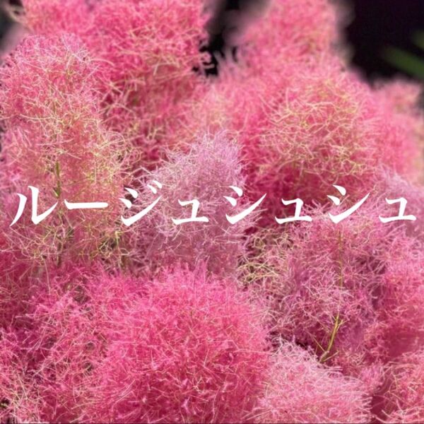 スモークツリー 苗 ルージュシュシュ 苗木 雌株