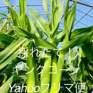 ヤングコーン 季節限定 ポスト便 新鮮発送 愛媛県産