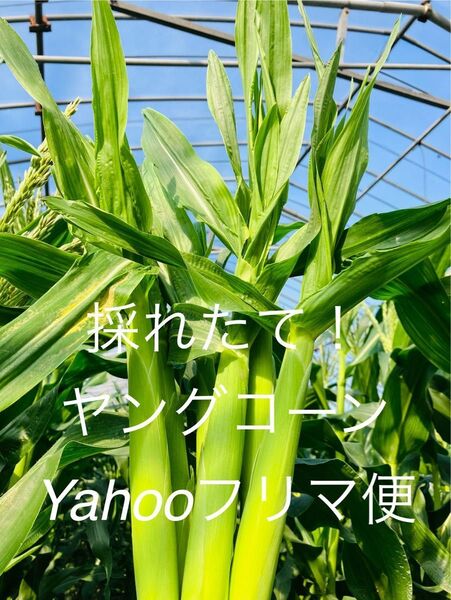 ヤングコーン 季節限定 50本(4〜5kg) 新鮮発送 愛媛県産