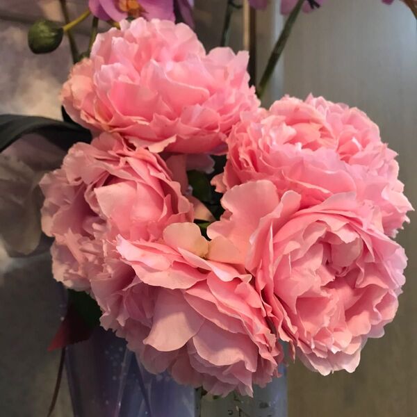 バラ苗 切り花品種