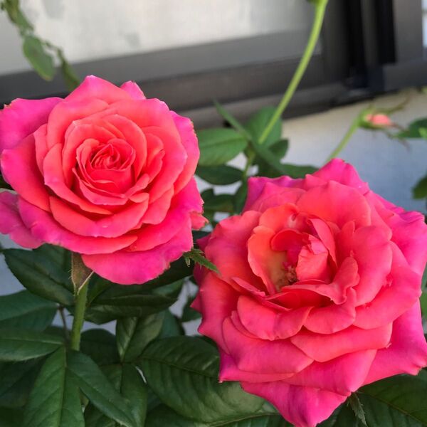 バラ苗 切り花品種