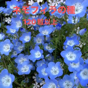 ネモフィラの種 120粒以上
