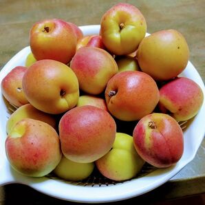 杏1.7kg66(糸島産EM栽培)