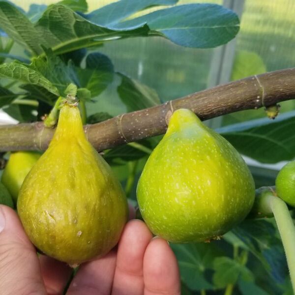 Green Goliath 挿木苗 イチジク