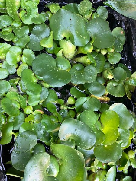 ミニホテイアオイ5株セット ホテイアオイ ホテイソ草 浮草 水草 ビオトープ メダカ 産卵床 無農薬