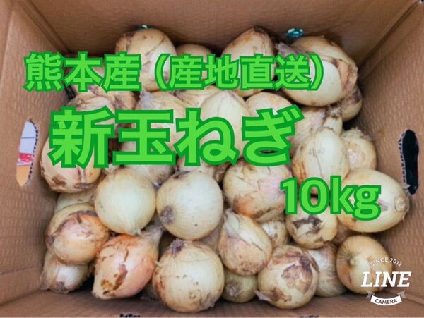 熊本県産!新玉ねぎ 10kg 家庭用(送料無料)