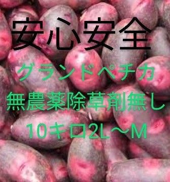 デストロイヤー グランドペチカ 10キロ