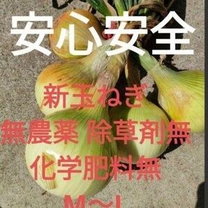 新玉ねぎ10キロ