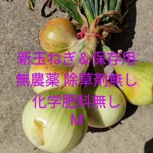 新玉ねぎ 保存可
