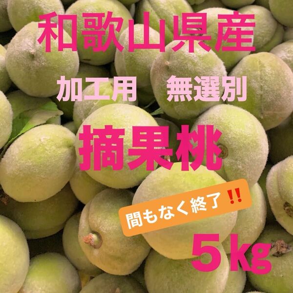 和歌山県産 加工用 無選別 摘果桃 5kg