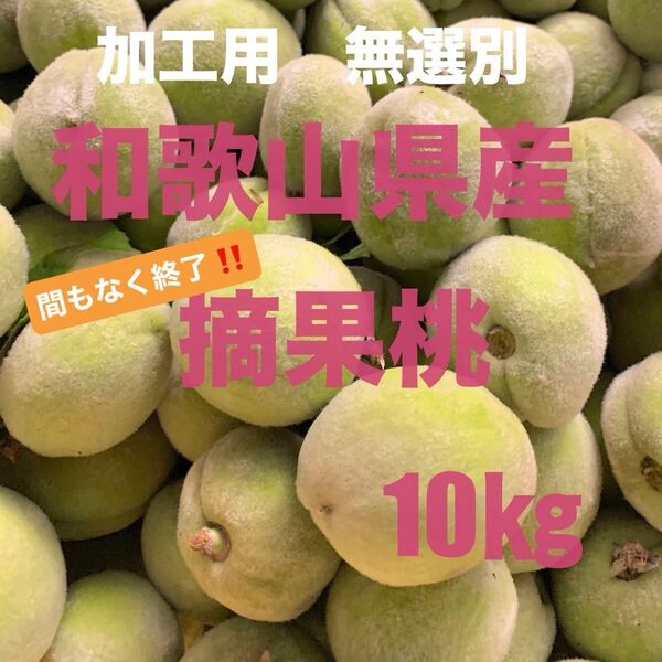 加工用 無選別 和歌山県産 摘果桃 10kg