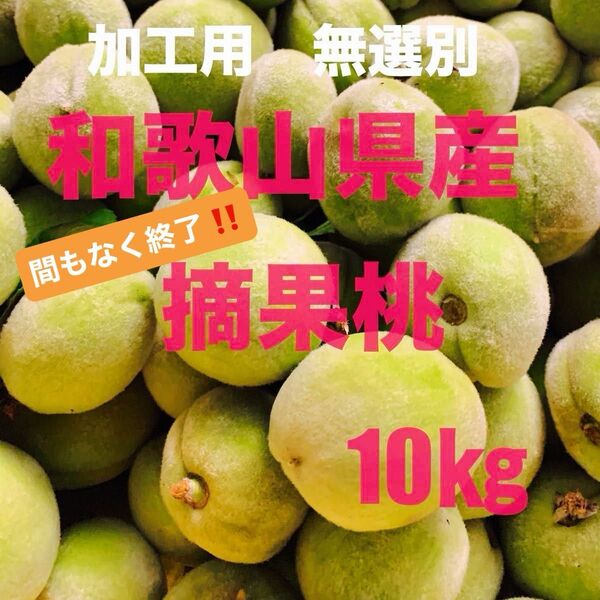加工用 無選別 和歌山県産 摘果桃 10kg お得用