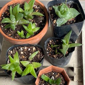 特価! 多肉植物 ハオルチア 5種セット 竜鱗 ラモサ シンビフォルミス 緑扇 宝草 観葉植物 園芸 ガーデニング ハオルシア