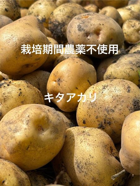 ジャガイモ キタアカリ 1kg