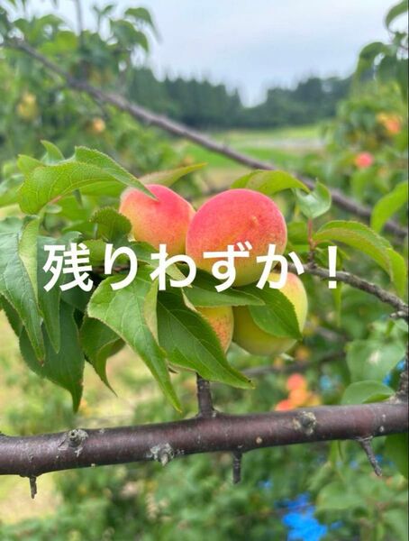 梅 完熟直前 1kg 農薬:栽培期間中不使用