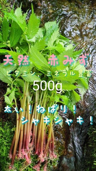 山菜みず ミズ 500g みず ウワバミソウ 赤ミズ ミネラル豊富 ねばり 太め ビタミン豊富