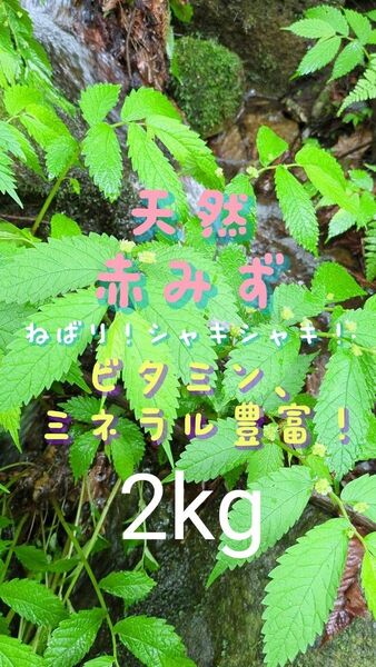 山菜みず ミズ 2kg みず ウワバミソウ 赤ミズ ミネラル豊富 ねばり 太め ビタミン豊富